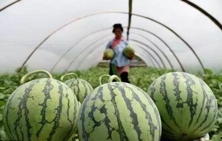 小白瓜今日行情走势最新,今日走势解析