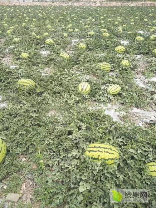 靖远硒砂瓜今日价格表查询,靖远硒砂瓜今日价格行情一览