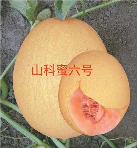 山瓜甜瓜今日价格表,今日市场行情速览