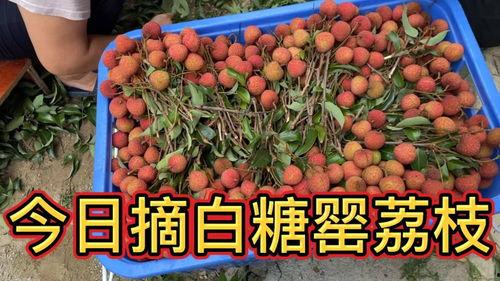 高州今日蒲瓜的价格,价格行情一览