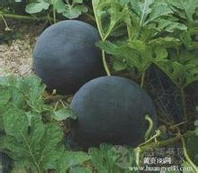 今日黑瓜,揭秘娱乐圈最新热点事件