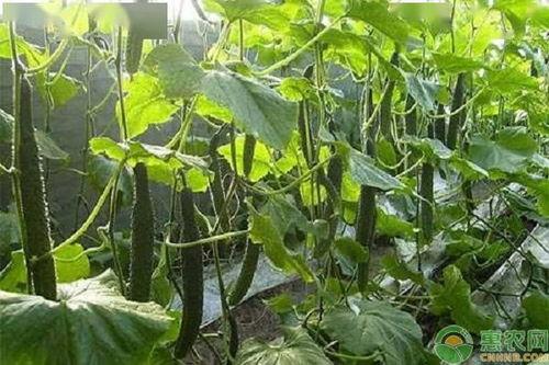 惠州今日鲜瓜价格行情,实惠与品质并存
