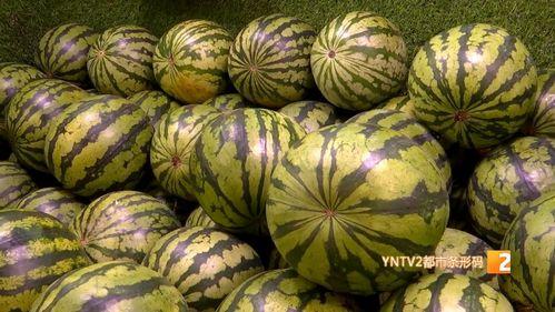 北京麒麟瓜今日价格,价格行情一览”