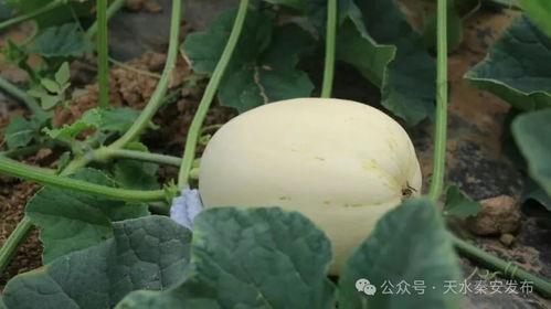 秦安白脆瓜今日价格,价格行情一览”