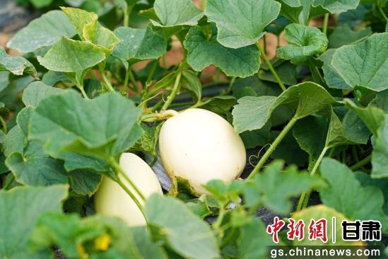 秦安白脆瓜今日价格,价格行情一览”
