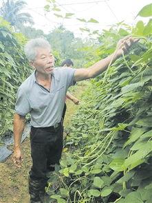 瓜菜类今日价格
