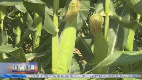 瓜菜类今日价格