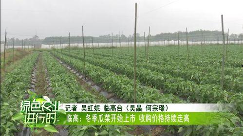 瓜菜类今日价格