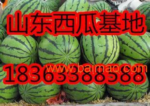 今日脆瓜批发价格多少钱,实惠之选，品质生活新体验