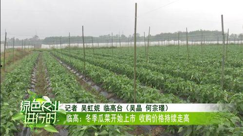 今日蒲瓜菜价格行情,涨跌波动，市场动态一览