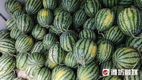瓜茄今日收购价,今日收购价揭晓，市场行情一览无余”