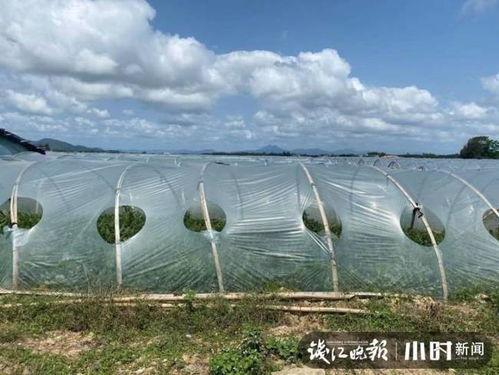 今日海南二瓜价格最新行情,涨跌互现，市场动态一览