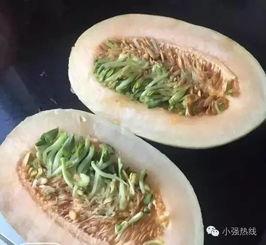 浙江嘉兴哈密瓜今日价格,价格行情一览