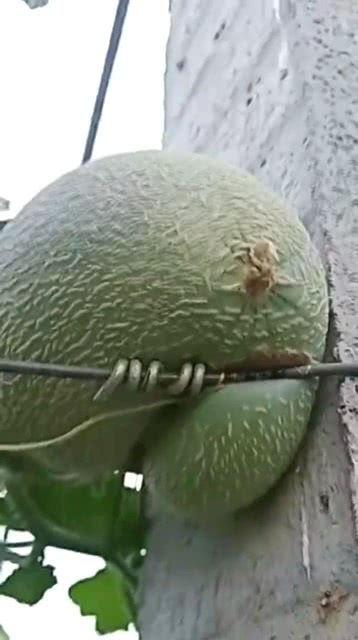 浙江嘉兴哈密瓜今日价格,价格行情一览