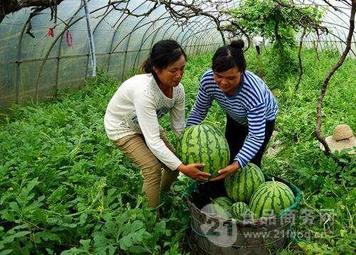 二茬瓜今日行情,今日动态解析