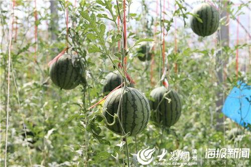 五一吃瓜今日大瓜视频,今日大瓜视频盘点