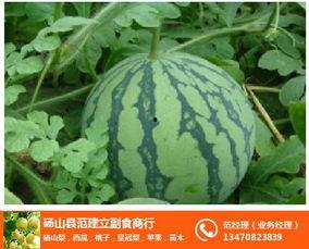 砀山小白瓜今日 价格,品质瓜果，实惠之选！