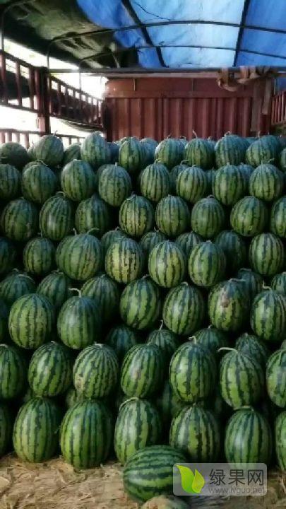 砀山小白瓜今日 价格,品质瓜果，实惠之选！