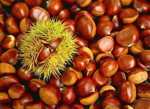 板栗蓝瓜黑鸡麻能一起吃,探寻美味与健康的完美融合