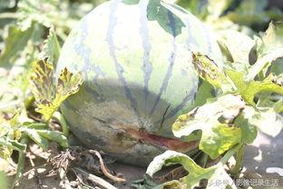 今日登封卖瓜多少钱一斤,瓜价几何，新鲜上市