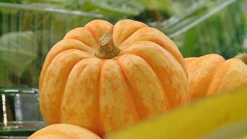 今日墨尔本小瓜