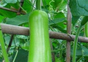 葫芦瓜今日的价格桂林,市场行情一览”