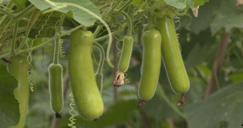 葫芦瓜今日的价格桂林,市场行情一览”