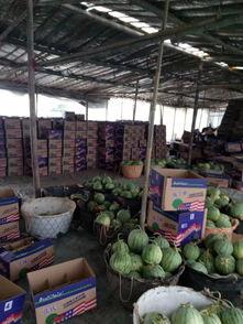 襄阳今日麒麟瓜批发,夏日鲜甜新宠，供应旺盛