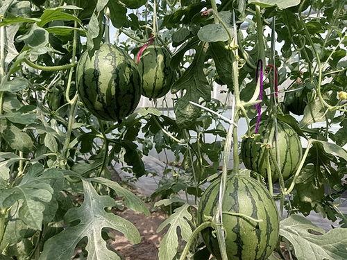 山东菏泽小吊瓜今日价格