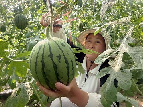 山东菏泽小吊瓜今日价格