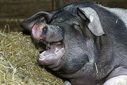 瓜州生猪今日价格查询网,市场行情一览无余