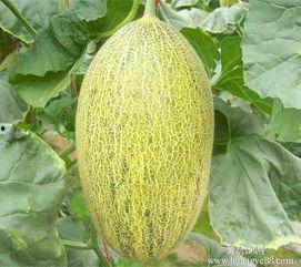 北海哈密瓜今日行情价,品质佳价优，市场反响热烈”