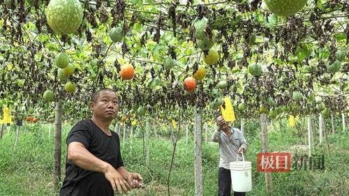牛奶小吊瓜今日价格,新鲜上市，品质保证