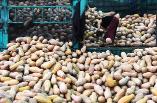 寿光瓜菜今日价格,新鲜蔬菜价格波动解析”