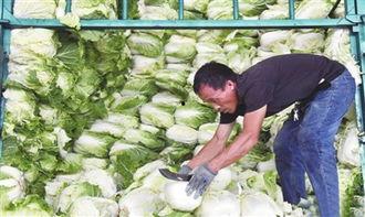 寿光瓜菜今日价格,新鲜蔬菜价格波动解析”