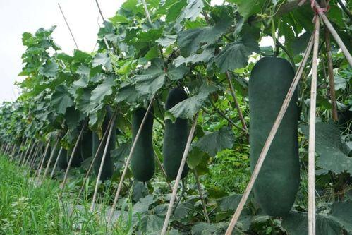 黑瓜吃料网的特点,一站式美食探索平台，尽享美味生活