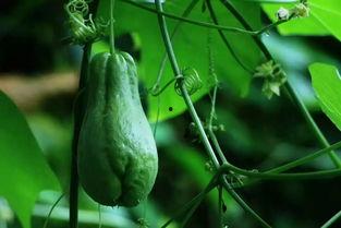 寿光佛手瓜今日价格,市场行情一览”