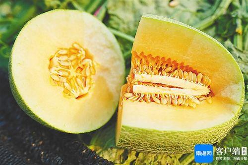 海南蜜瓜今日价格表,新鲜上市，品质优价实惠