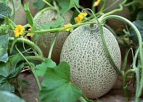 昆山哈密瓜多少钱一斤今日价格,行情一览，一斤多少钱？