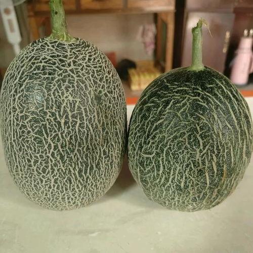 哈密瓜今日行情,丰收季里的价格波动解析