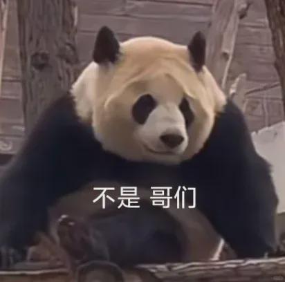 熊猫明星网红是谁啊,揭秘网络红星的魅力与影响力