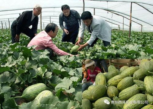 农财网哈密瓜今日价格,农财网今日行情解析”