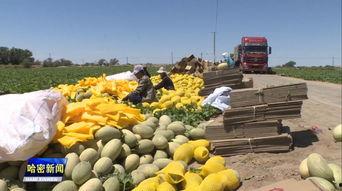 农财网哈密瓜今日价格,农财网今日行情解析”
