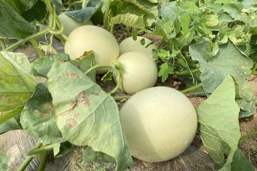 吃瓜今日吃瓜入口,揭秘娱乐圈最新热点事件