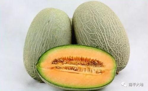 莞香哈密瓜今日行情,品质佳价优，市场反响热烈”