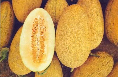 大连哈密瓜今日价格,价格行情一览”