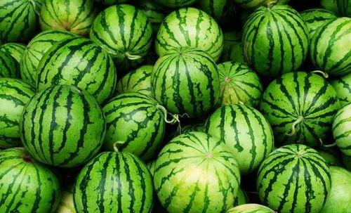 今日乳瓜批发价格多少,行情波动背后的秘密