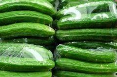 今日乳瓜批发价格多少,行情波动背后的秘密