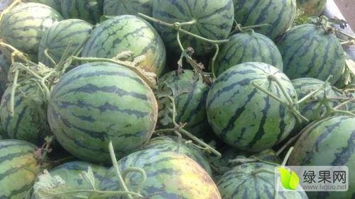 瓢瓜今日价格行情,涨跌波动解析