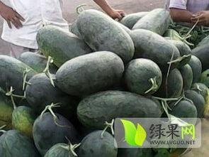 宁夏砂瓜今日价格